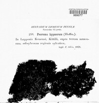 Psoroma hypnorum var. hypnorum image